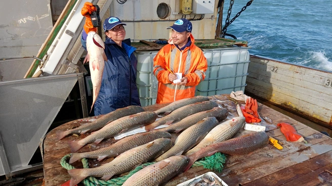 Азовское море может остаться только с одной промысловой рыбой