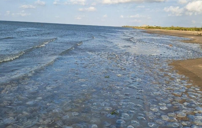 Ученые предложили делать крекеры из медуз Азовского моря