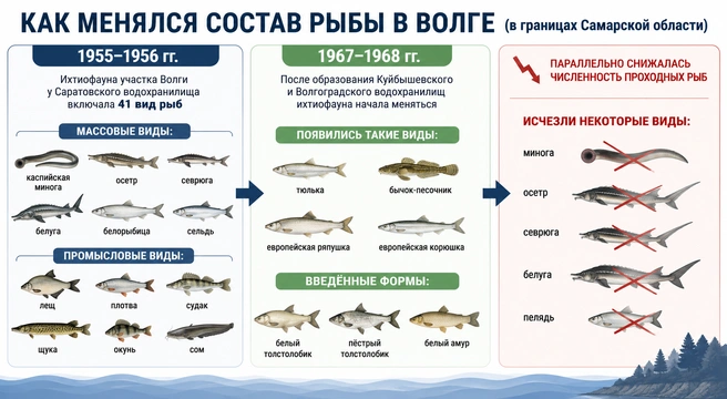 «Стерлядь плодится, а людям ни пользы, ни радости». Что происходит с рыбой в Волге — мнение рыбаков и ученых
