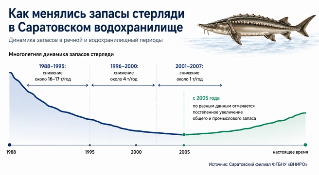 «Стерлядь плодится, а людям ни пользы, ни радости». Что происходит с рыбой в Волге — мнение рыбаков и ученых